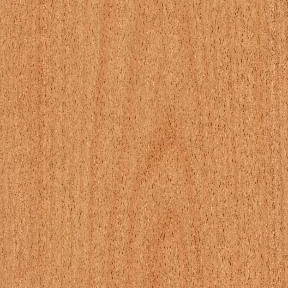 Steam Beech